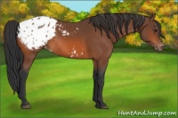Horse Color:Bay Appaloosa Rabicano 