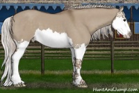 Horse Color:Silver Grullo Splash