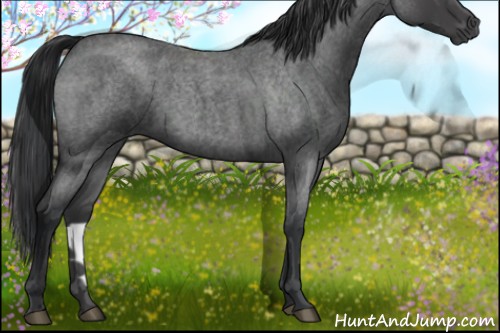 Horse Color:Blue Roan