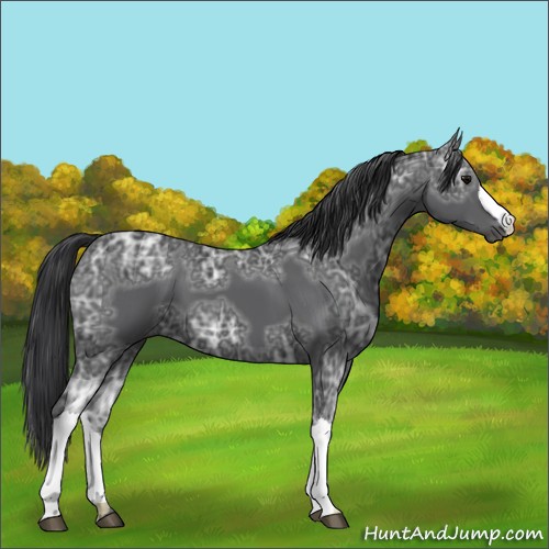 Horse Color:Black Ice 