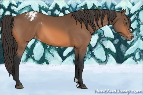 Horse Color:Bay Appaloosa