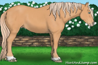 Horse Color:Gray Cremello 