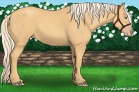 Horse Color:Gold Cream Champagne