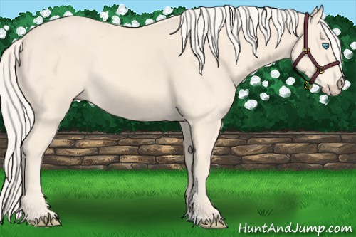 Horse Color:Cremello 