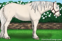 Horse Color:Cremello