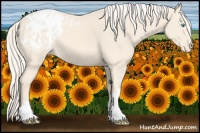 Horse Color:Cremello Appaloosa 