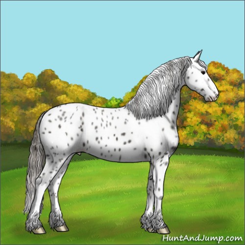Horse Color:Smoky Black Appaloosa 
