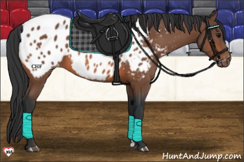 Horse Color:Bay Appaloosa 