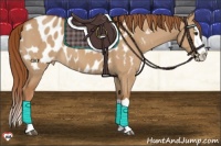 Horse Color:Red Dun Splash Appaloosa 