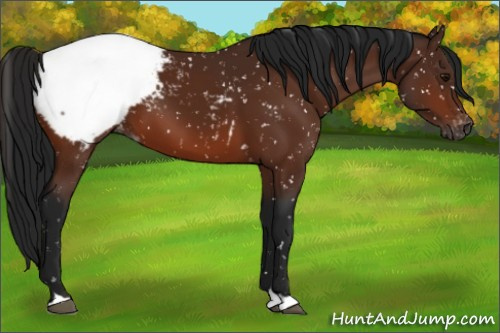 Horse Color:Gray Bay Snowflake Varnish