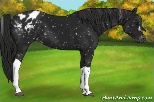 Horse Color:Gray Black Appaloosa