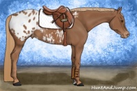 Horse Color:Chestnut Appaloosa 