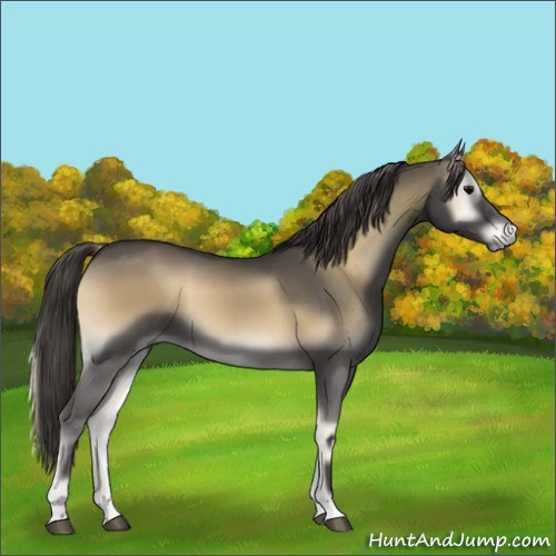 Horse Color:Smoky Blue Onyx 
