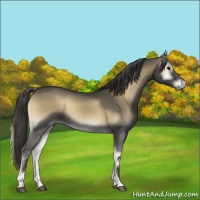Horse Color:Smoky Blue Onyx
