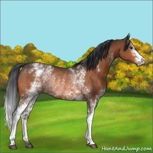 Horse Color:White Spotted Bay Rabicano 