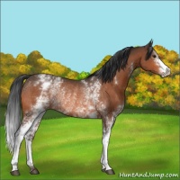 Horse Color:White Spotted Bay Rabicano