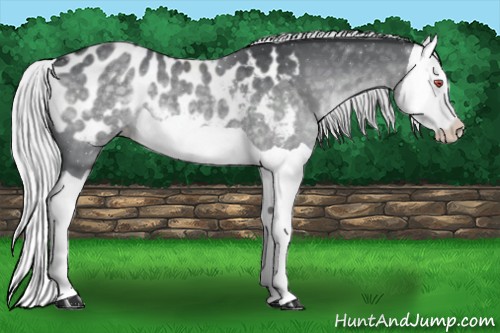 Horse Color:Silver Black Chinchilla Splash Appaloosa