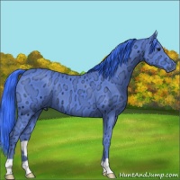 Horse Color:Watercolor Black Ice 