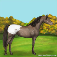 Horse Color:Gray Black Pearl Appaloosa