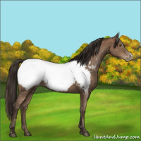 Horse Color:Gray Black Pearl Appaloosa 