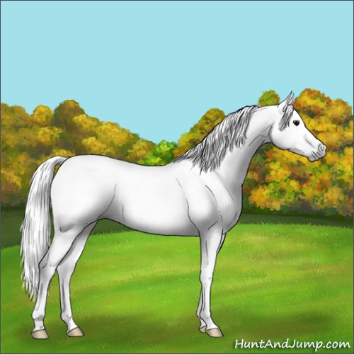 Horse Color:Gray Black Blanket 