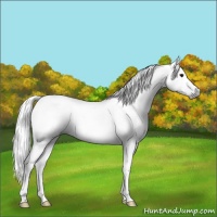 Horse Color:Gray Black Appaloosa