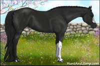 Horse Color:Gray Black 