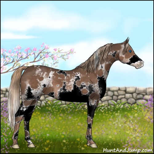 Horse Color:White Spotted Liver Chestnut Splash