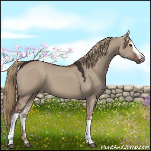 Horse Color:White Spotted Liver Red Dun 