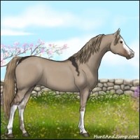 Horse Color:White Spotted Liver Red Dun 