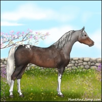 Horse Color:Liver Chestnut Sabino Tobiano Rabicano