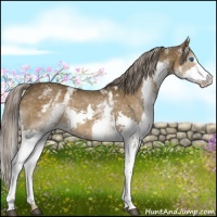 Horse Color:White Spotted Chocolate Palomino Splash 