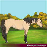 Horse Color:Buckskin 