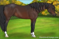 Horse Color:Brown 