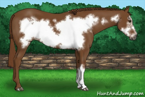 Horse Color:Gray Chestnut Frame