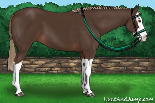 Horse Color:Liver Chestnut Splash 