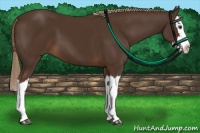 Horse Color:Liver Chestnut Splash 