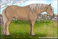 Horse Color:Palomino 