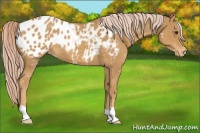 Horse Color:Palomino Appaloosa 