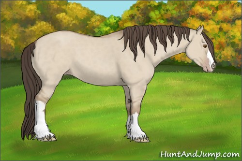 Horse Color:Classic Champagne Dun