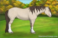 Horse Color:Classic Champagne Dun