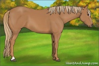 Horse Color:Chestnut Sabino 