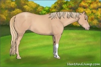 Horse Color:Gold Champagne