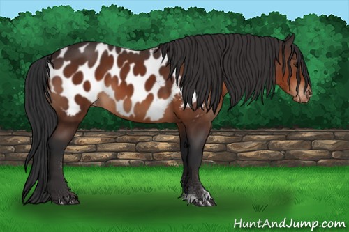 Horse Color:Bay Sabino Appaloosa