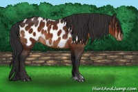 Horse Color:Bay Sabino Appaloosa 