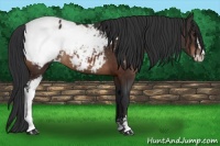 Horse Color:Brown Sabino Appaloosa