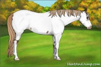 Horse Color:Liver Chestnut Sabino Appaloosa 