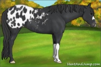 Horse Color:Black Appaloosa 