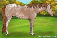 Horse Color:Chestnut Ice Appaloosa 