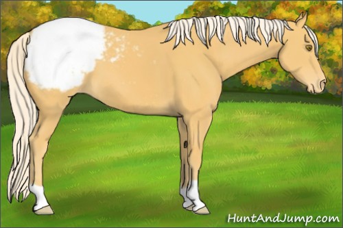 Horse Color:Palomino Appaloosa